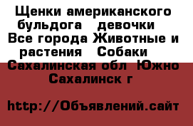 Щенки американского бульдога ( девочки) - Все города Животные и растения » Собаки   . Сахалинская обл.,Южно-Сахалинск г.